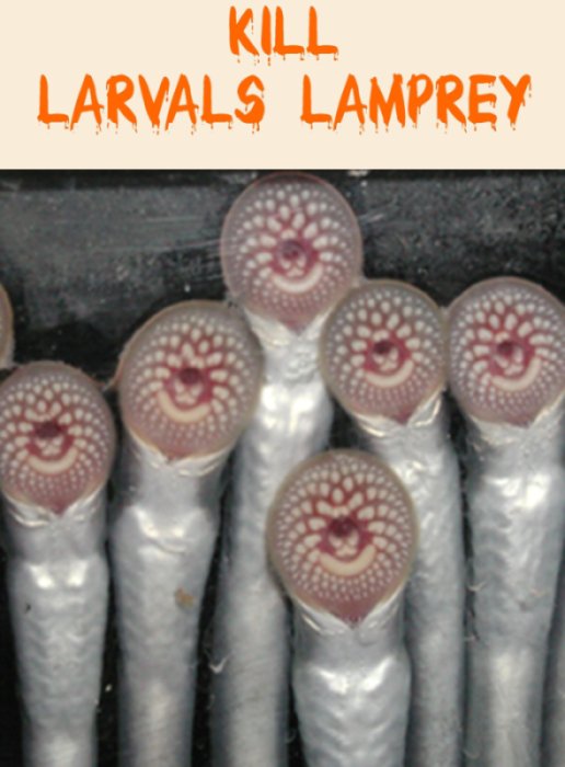 Image hébergée par Casimages.com : Kill larvals lampray